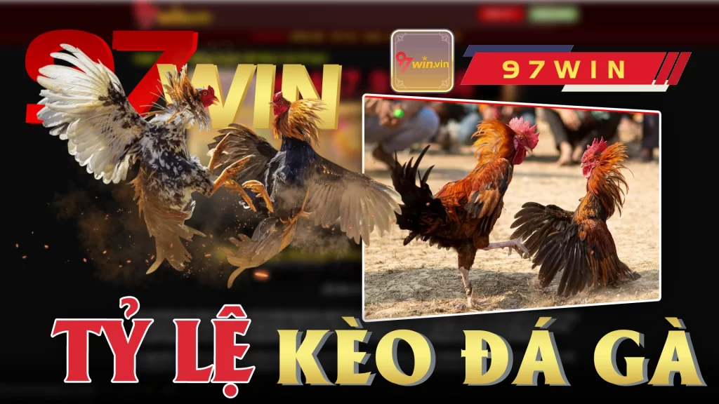 Tỷ lệ kèo đá gà