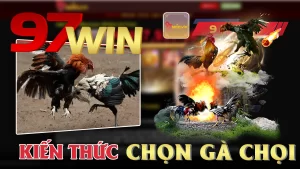 Kiến Thức Chọn Gà Chọi