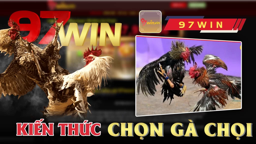 Kiến Thức Chọn Gà Chọi